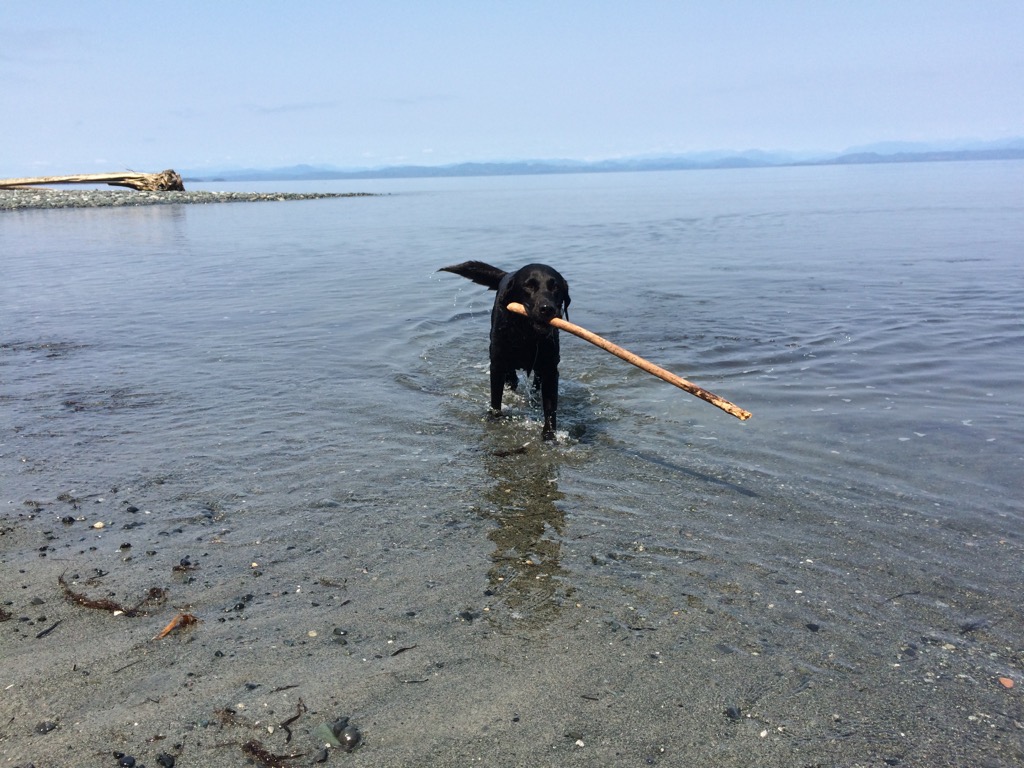 WD with stick